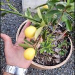 someone is holding a small pot with lemons on it
