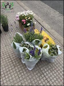 there are many bags of flowers on the sidewalk next to a sidewalk