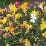 there are many different colored flowers in the garden together