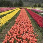there are many different colored tulips in a field