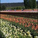 there are many different colored tulips in a field