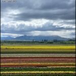 there are many different colored tulips in a field with mountains in the background