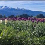 there are many different colored tulips in a field with mountains in the background