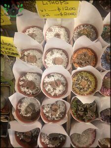 there are many different kinds of cactus plants in the display