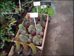 there are many different types of cactus plants in the planter