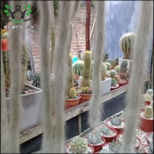 there are many different types of cactus plants in the potted