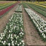 there are many different types of flowers in the field