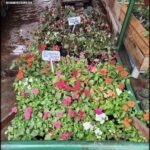 there are many different types of flowers in the garden