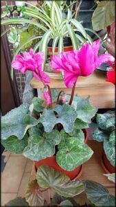 there are many different types of flowers in the potted plant