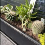 there are many different types of plants in a window box
