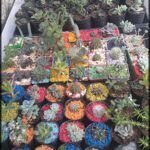 there are many different types of plants in the trays