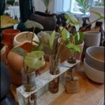 there are many different types of plants in vases on a table