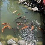 there are many fish swimming in the pond near a bridge