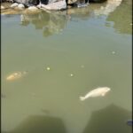 there are many fish swimming in the pond near the rocks