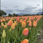 there are many orange tulips in a field with a sky background