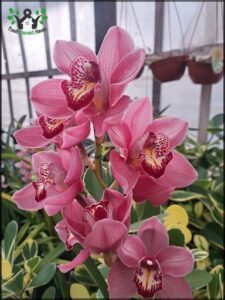 there are many pink flowers in a pot in a greenhouse