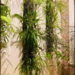 there are many plants hanging on the wall in the courtyard