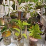 there are many plants in glass jars on a shelf