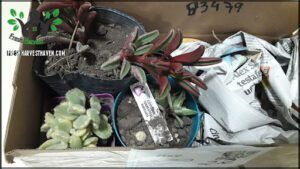 there are many plants in the box that are in the dirt