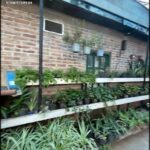 there are many plants in the garden on the shelves