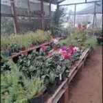 there are many plants in the greenhouse on the table