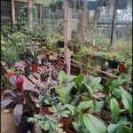there are many plants in the greenhouse that are growing