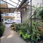 there are many plants in the greenhouses and a car is parked