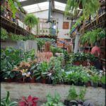 there are many plants in the greenhouses and people are looking at them