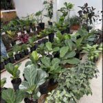 there are many plants in the pots on the pallets