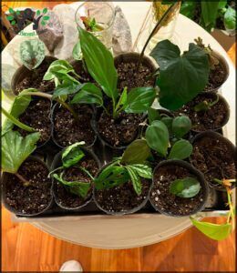 there are many plants in the pots on the table