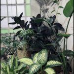 there are many plants in the potted area of the house