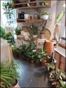 there are many plants in the room and a chair in the corner