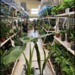 there are many plants in the store and people are shopping