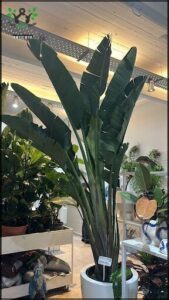 there are many plants in the store on the shelves