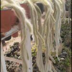 there are many plants that are growing in a potted plant