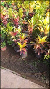 there are many plants that are in pots on the ground