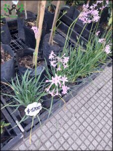 there are many plants that are in the ground in the garden