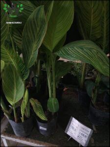 there are many plants that are in the pots on the table