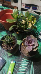 there are many plants that are sitting on a table
