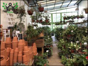 there are many pots and plants in the store for sale