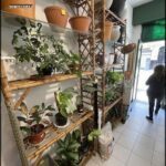 there are many pots and plants on the shelves in the store