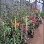 there are many pots of flowers in a greenhouse with plants in them