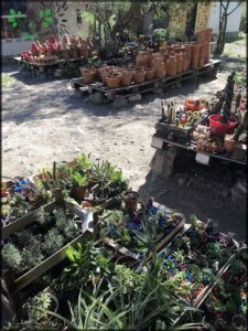 there are many pots of plants and plants in the yard
