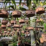 there are many pots that are hanging from the ceiling of a greenhouse