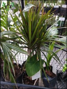 there are many potted plants in a basket on the table
