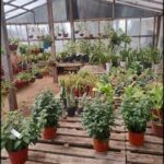 there are many potted plants in a greenhouse on pallets