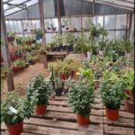 there are many potted plants in a greenhouse on pallets