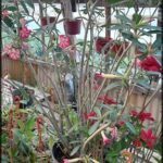 there are many potted plants in a greenhouse with a lot of flowers