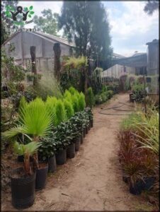 there are many potted plants in the dirt near a building