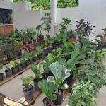 there are many potted plants on pallets in the yard